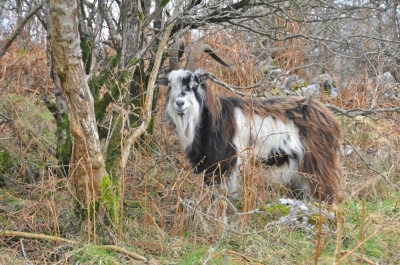 Goat Electric Fence Starter Kit